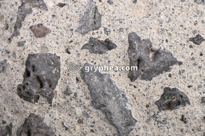 Brêche volcanique - détail - gryphea.com